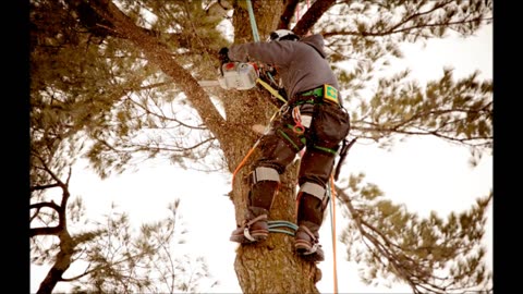 Certified Tree Care Kansas