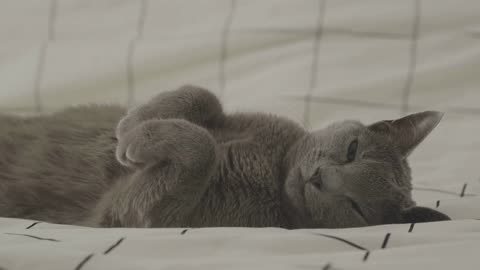 #CAT #ANIMAL#