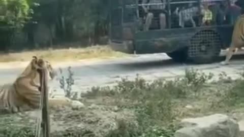 3 tigers Spotted