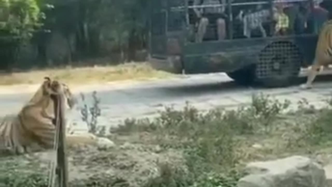 3 tigers Spotted