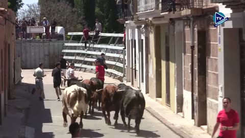 ENCIERRO Y DESENCIERRO MACHANCOSES 17 mayo FIESTAS SANTA QUITERIA 2025