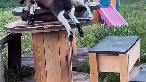 Goat Tales