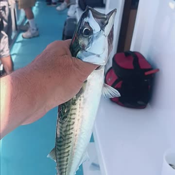 Boston mackerel