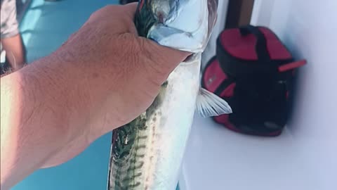 Boston mackerel