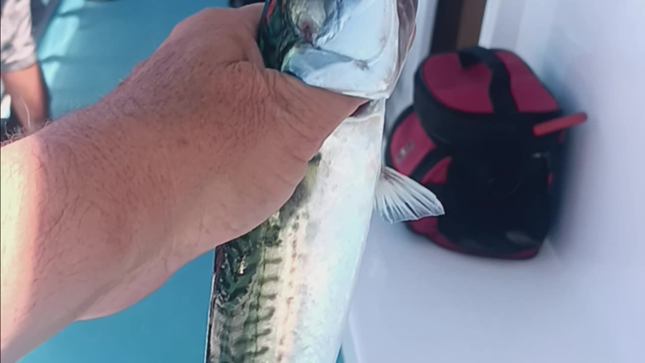 Boston mackerel