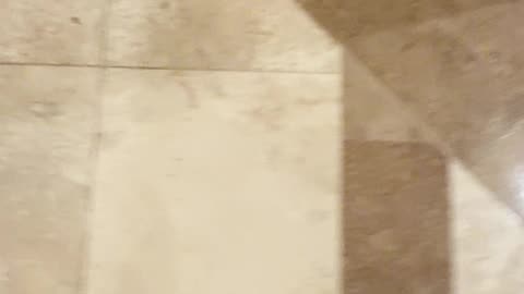 Little Dog Tracks Paint All Over House