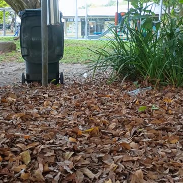 20.11.2025 Just Another Morning in Kuranda