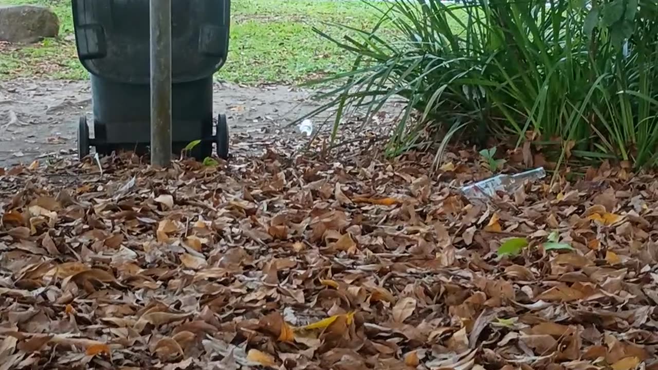 20.11.2025 Just Another Morning in Kuranda