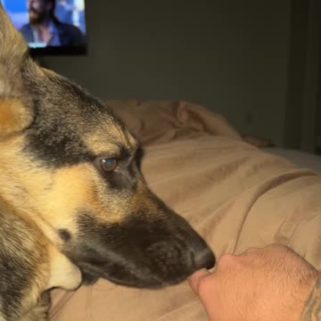 The reality of having a German Shepherd