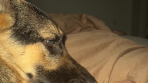 The reality of having a German Shepherd
