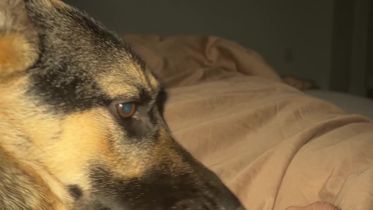 The reality of having a German Shepherd