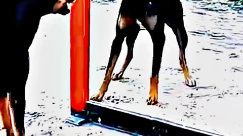 😂😆 "This Dog Just Invented Comedy!" 😂😆
