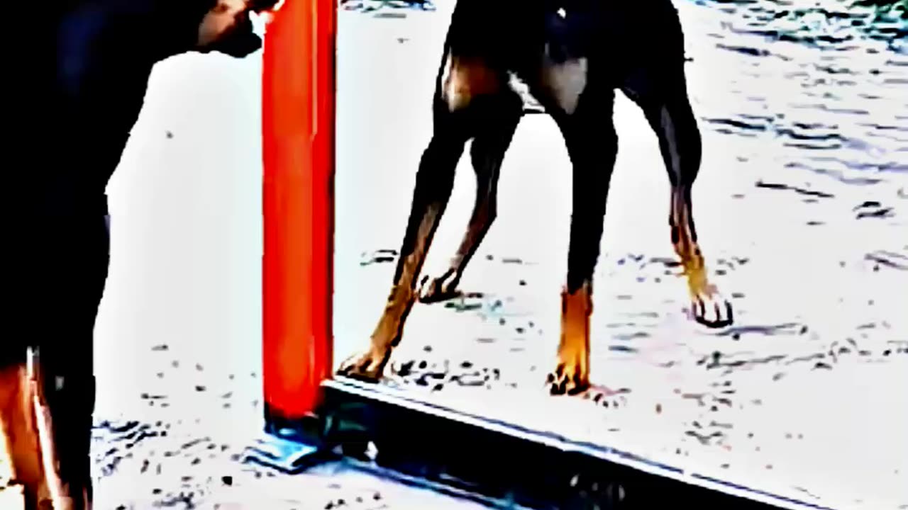 😂😆 "This Dog Just Invented Comedy!" 😂😆