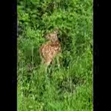 BABY DEER SITTING RIGHT NEXT TO ME.