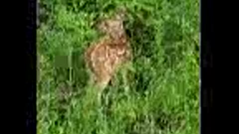 BABY DEER SITTING RIGHT NEXT TO ME.