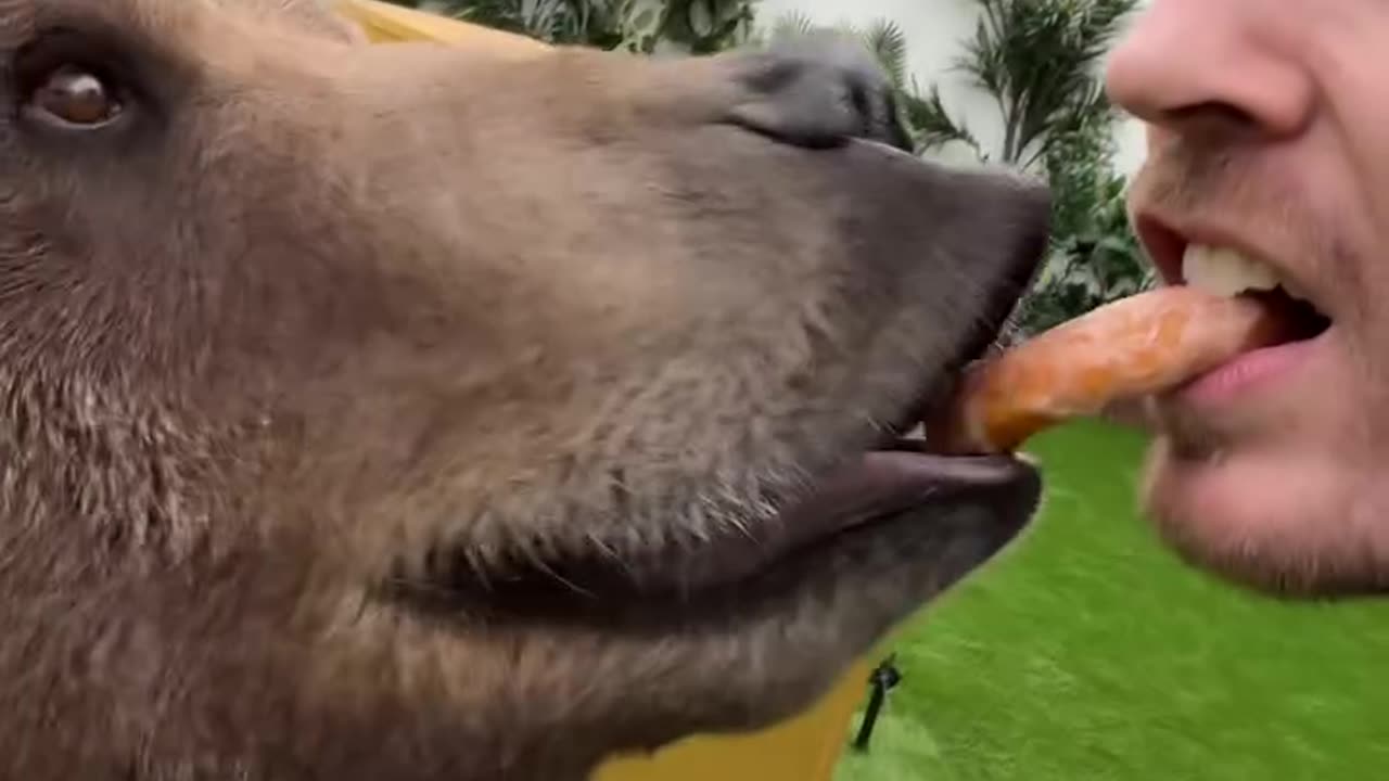 Mrbeast