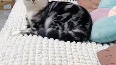 Funny animal video