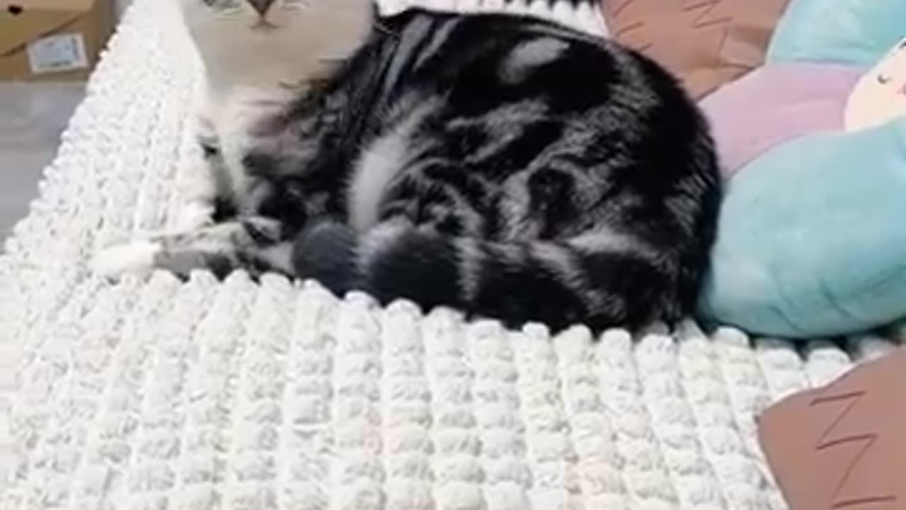 Funny animal video