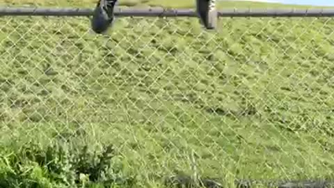 How different animals get over a fence (with emojis)