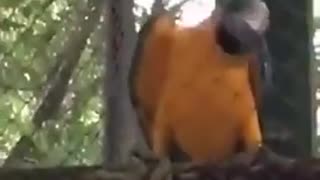 😂🦜 This Parrot's Reactions Are Hilarious! | FunFM
