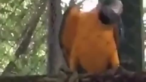😂🦜 This Parrot's Reactions Are Hilarious! | FunFM