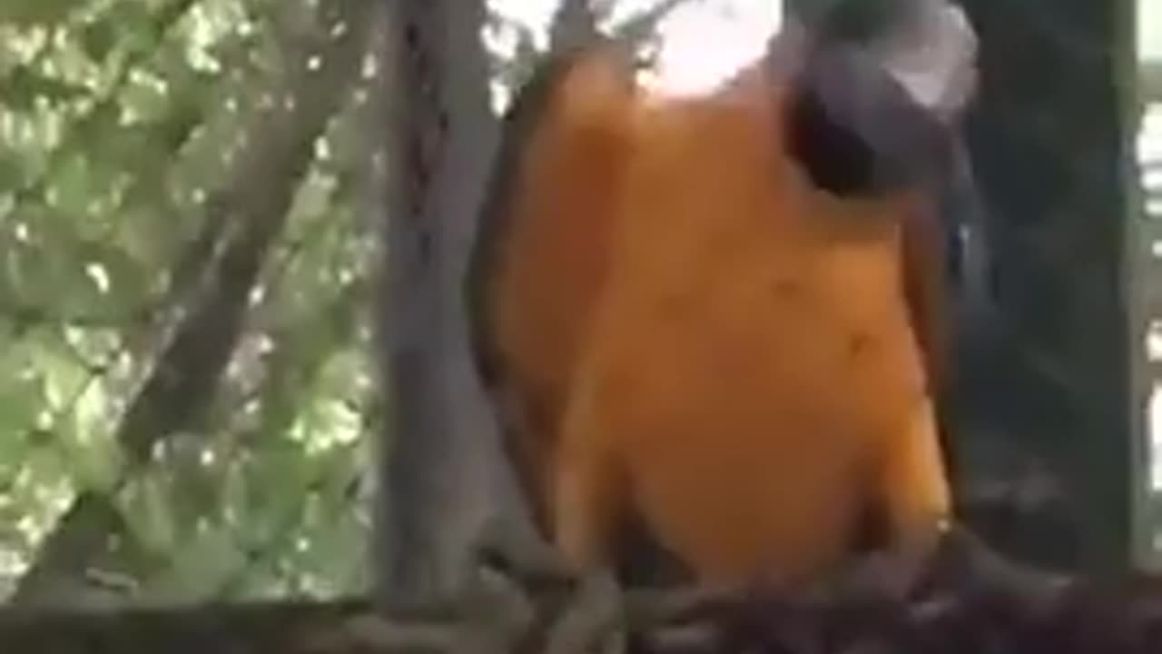 😂🦜 This Parrot's Reactions Are Hilarious! | FunFM
