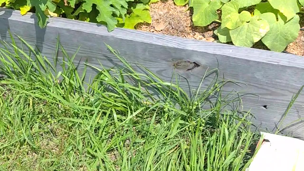 Second zucchini harvest
