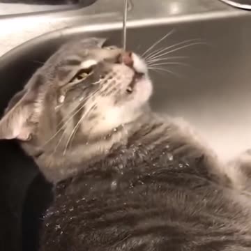 Cats & Kittens: A Compilation of Chaos & Cuteness