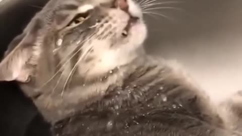 Cats & Kittens: A Compilation of Chaos & Cuteness