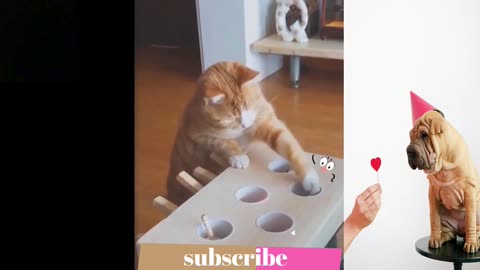 Hilarious Cats & Dogs 😂 | The Funniest Pet Videos Ever!