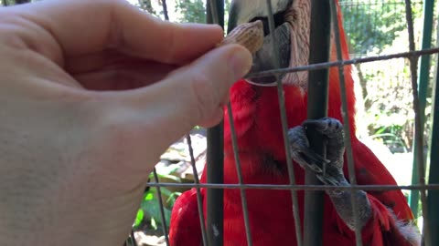 Scarlet Macaw & Blue & Gold Macaw Feeding @ Puerto Vallarta Zoo (Jalisco, Mexico) 12