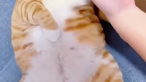 Look at this cat's happiness 😊 #cuteanimal