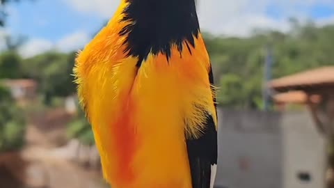 Venezuelan Troupial Sings