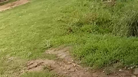 Kaziranga,Assam