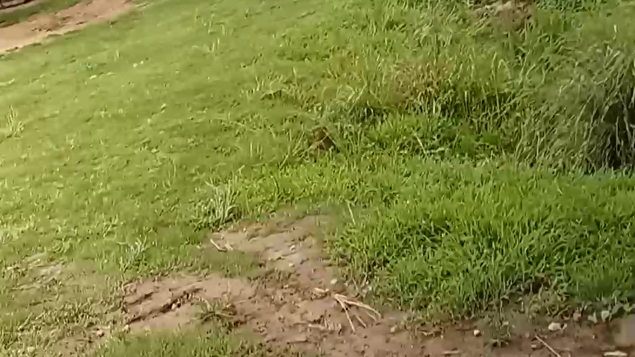Kaziranga,Assam
