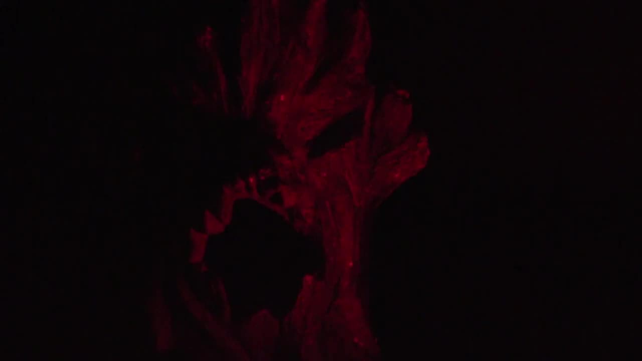 Scary Stories Not To Tell In The Dark 6