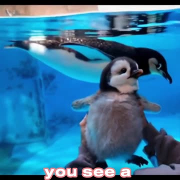 Tiny Penguins, Big Hearts 💙🐧 #MONDREELS”