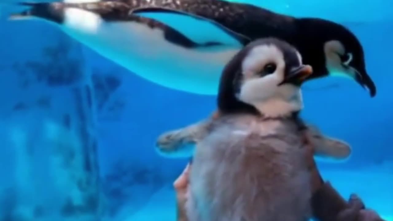 Tiny Penguins, Big Hearts 💙🐧 #MONDREELS”