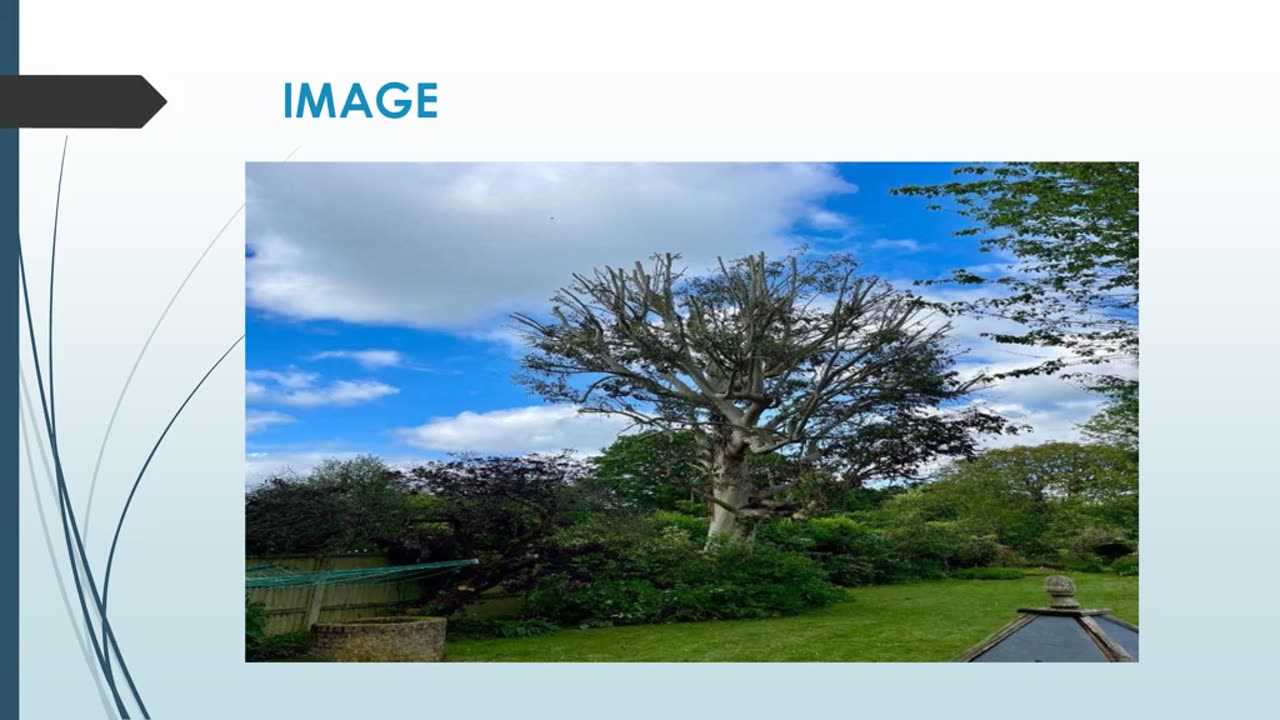 Looking for the best Tree Pruning in Chesham Bois