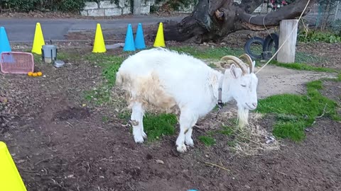 冬休み明けの山羊さん