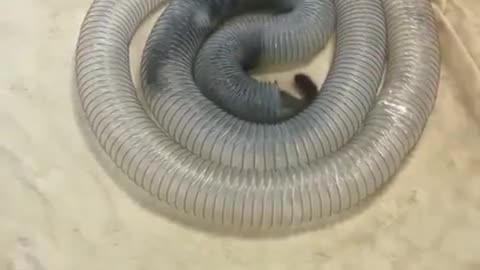 🤣🕺 Nonstop Fun: These Animals Can't Stop Laughing! | FunFM