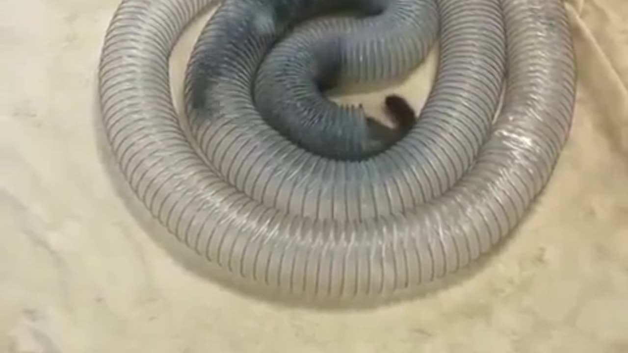 🤣🕺 Nonstop Fun: These Animals Can't Stop Laughing! | FunFM