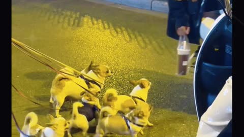 How adorable these Chihuahuas are! There are actually six of them.