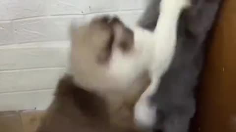 Animal overthinking time