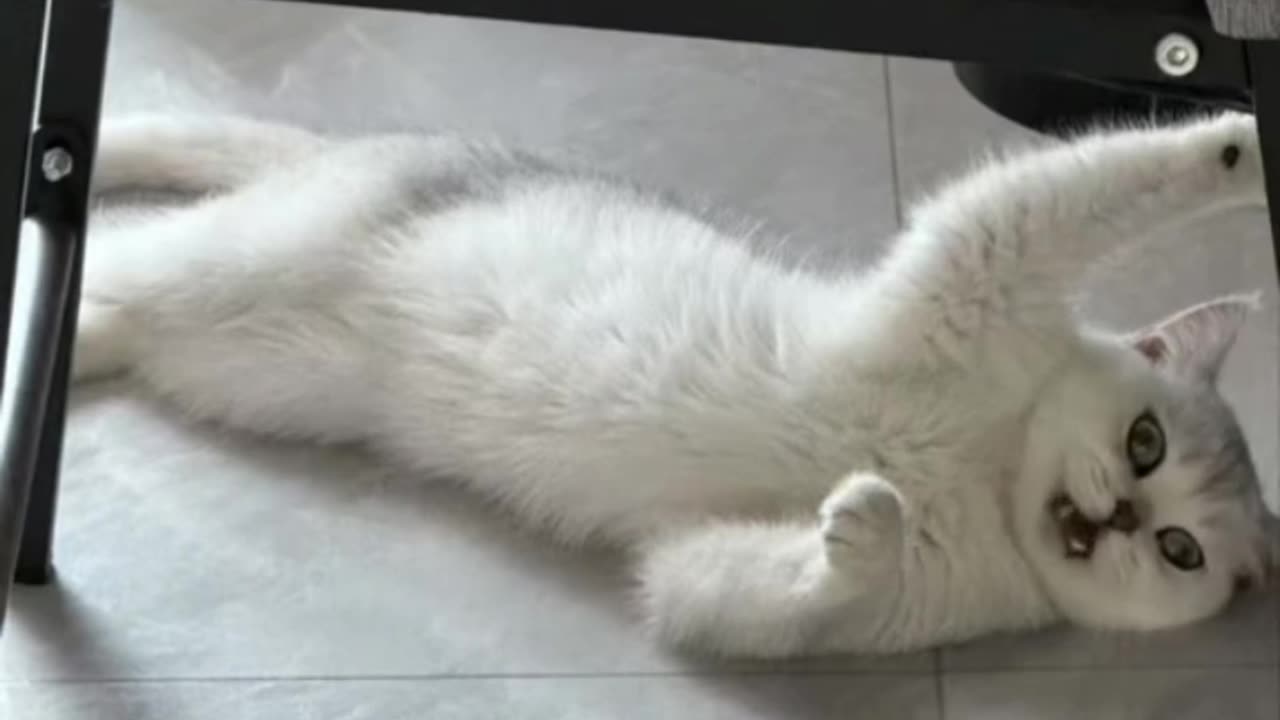 Funny cats
