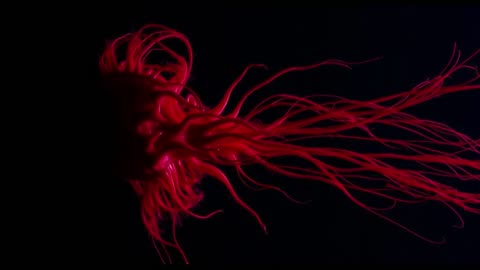 Why Mastigoteuthis flammea Is One of the Strangest Squids Ever Found