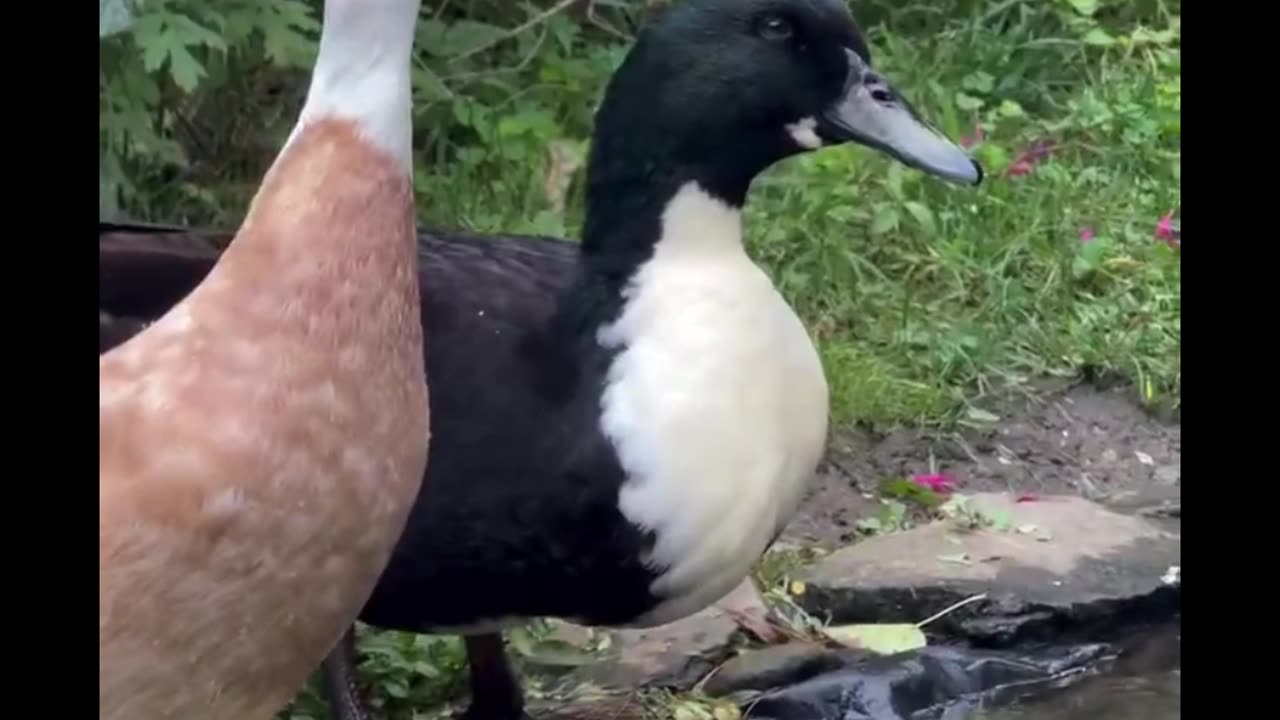 How he slowly walk in the water?
