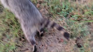 SLOW MOTION RELEASE: A RACCOON RUNS TO FREEDOM