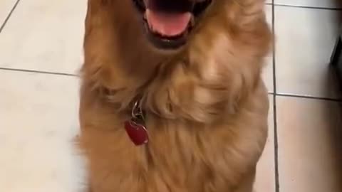 💔👀😂#funnyanimals #funnyvideo #meme #笑 #foyou 1:00