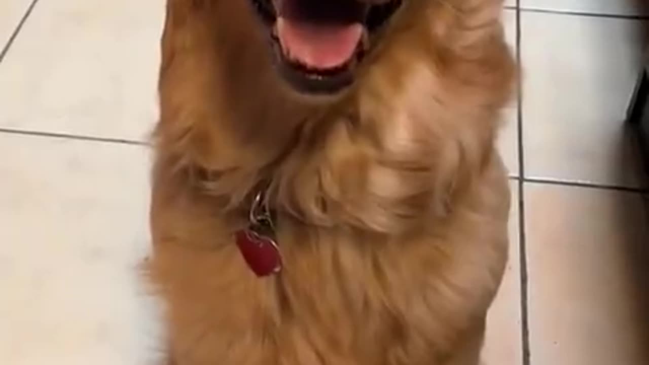 💔👀😂#funnyanimals #funnyvideo #meme #笑 #foyou 1:00